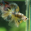 Galaxy/Candy Koi Halfmoon - 11 weeks old