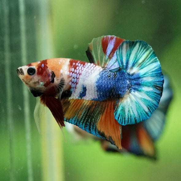 Multicolor/Galaxy Koi Plakat -10 weeks Old