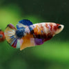 Multicolor/ Galaxy Koi Plakat- Female- 13 Weeks Old