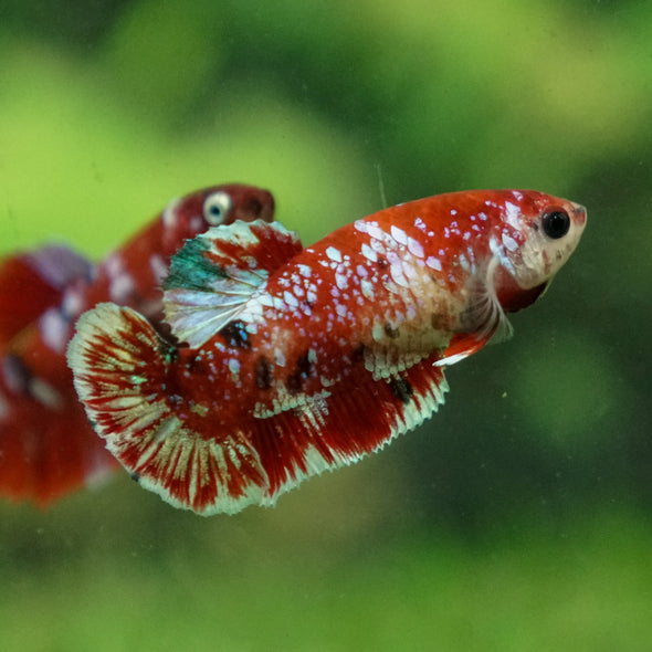 Multicolor/ Galaxy Koi Plakat- Female- 13 Weeks Old