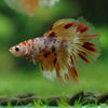 Galaxy/Candy Koi Halfmoon - 14 weeks old
