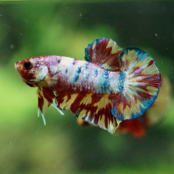 Multicolor/Galaxy Koi Plakat -13 weeks Old