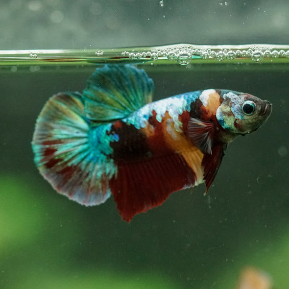Multicolor/Galaxy Koi Plakat -16 weeks Old