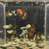 USA Bred Guppies