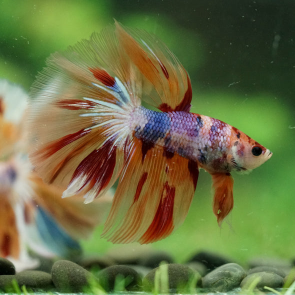Galaxy/Candy Koi Halfmoon - 14 weeks old