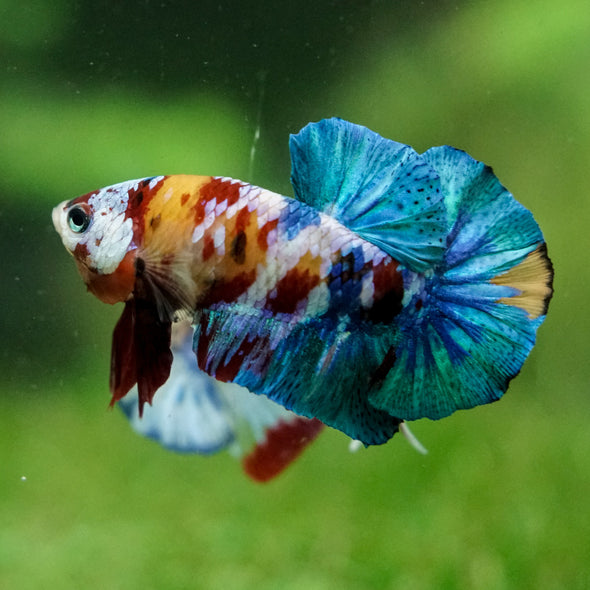 Multicolor/Galaxy Koi Plakat -16 weeks Old