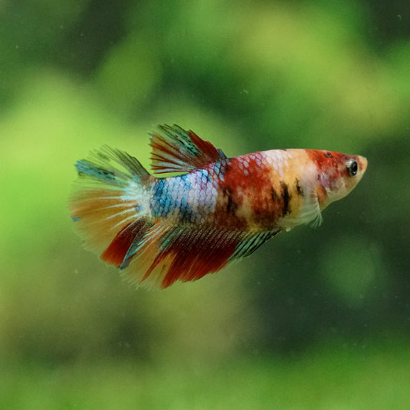 Multicolor/ Galaxy Koi Halfmoon - Female- 13 Weeks Old