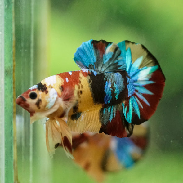 Multicolor/Galaxy Koi Plakat -16 weeks Old