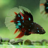 Black Base Galaxy/Candy Koi Halfmoon - 14 weeks old