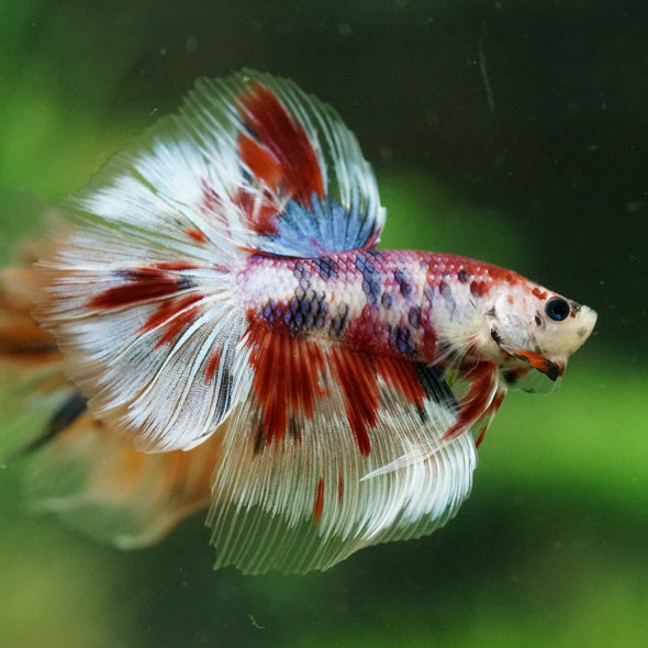 Galaxy/Candy Koi Halfmoon - 14 weeks old