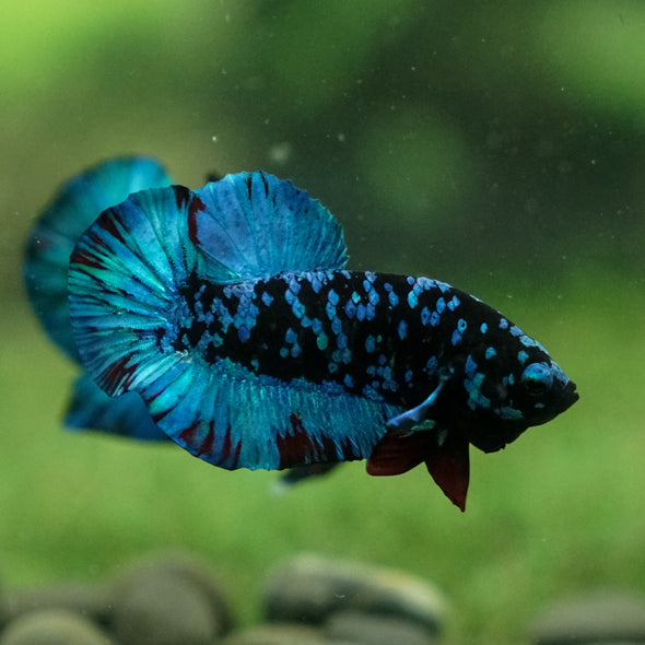 Black Koi Galaxy Plakat (Avatar) -13 weeks Old