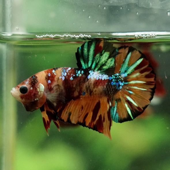 Multicolor/Galaxy Koi Plakat -16 weeks Old
