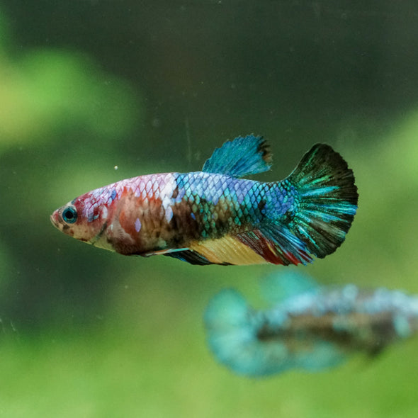 Multicolor/ Galaxy Koi Plakat - Female- 13 Weeks Old