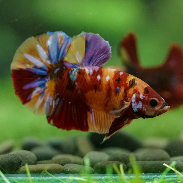 Multicolor/Galaxy Koi Plakat -16 weeks Old