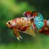 Multicolor/Galaxy Koi Plakat -11 weeks Old