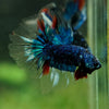 Black Base Galaxy Koi Halfmoon (Avatar) - 14 weeks old