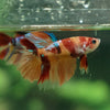Multicolor/ Galaxy Koi Halfmoon- Female- 13 Weeks Old