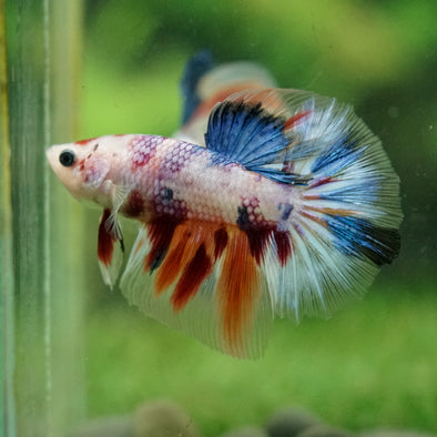 Galaxy/Candy Koi Halfmoon - 14 weeks old