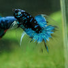 Black Base Galaxy Koi Halfmoon (Avatar) - 14 weeks old