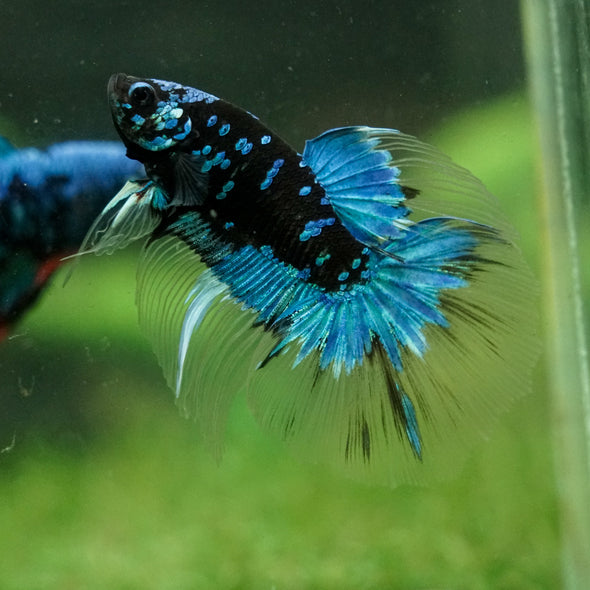 Black Base Galaxy Koi Halfmoon (Avatar) - 14 weeks old