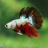 Galaxy/Candy Koi Halfmoon - 11 weeks old