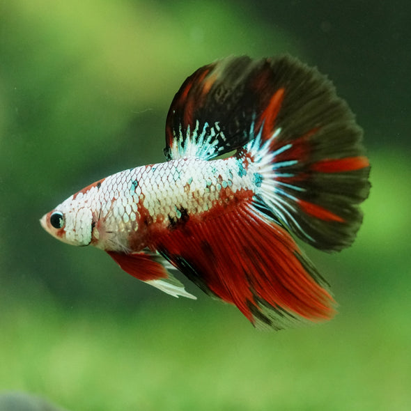 Galaxy/Candy Koi Halfmoon - 11 weeks old