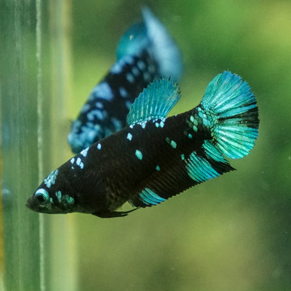 Multicolor/ Galaxy Koi Plakat - Female- 13 Weeks Old