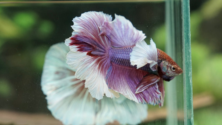 Rare betta fish for sale deals
