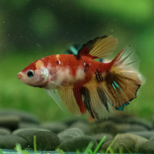 Multicolor/ Galaxy Koi Halfmoon- Female- 13 Weeks Old