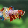Multicolor/Galaxy Koi Plakat -16 weeks Old