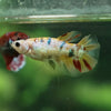 Multicolor/ Galaxy Koi Halfmoon- Female- 13 Weeks Old