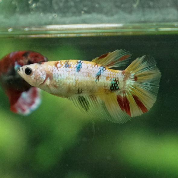 Multicolor/ Galaxy Koi Halfmoon- Female- 13 Weeks Old