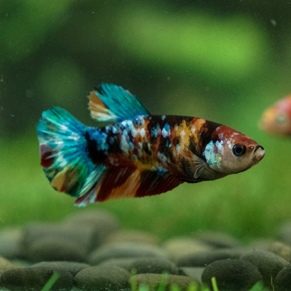 Multicolor/ Galaxy Koi Plakat - Female- 13 Weeks Old