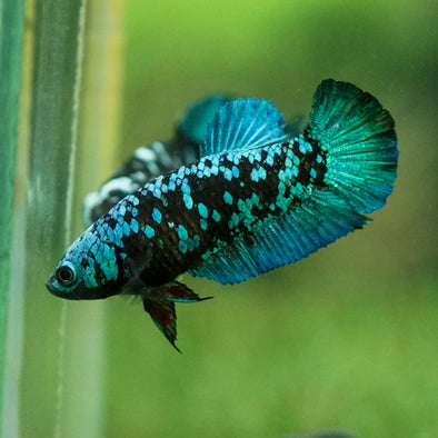 Black Galaxy Koi Plakat (Avatar) - Female- 13 Weeks Old