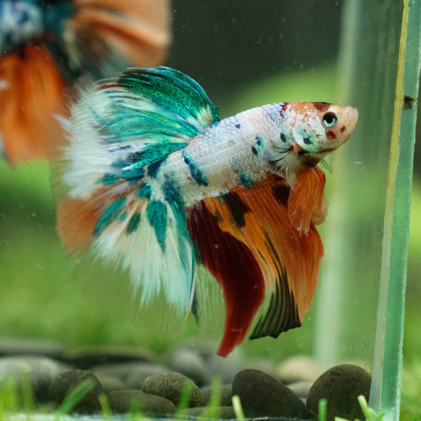 Galaxy/Candy Koi Halfmoon - 13 weeks old