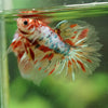 Galaxy/Candy Koi Halfmoon - 11 weeks old
