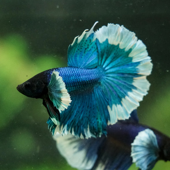 Dumbo Halfmoon - 12 weeks old