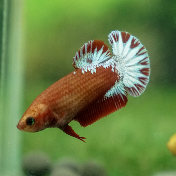 Red Fancy Plakat 13 Week Old- Female