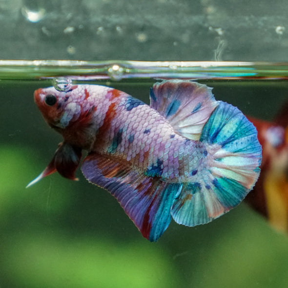 Multicolor/Galaxy Koi Plakat -13 weeks Old