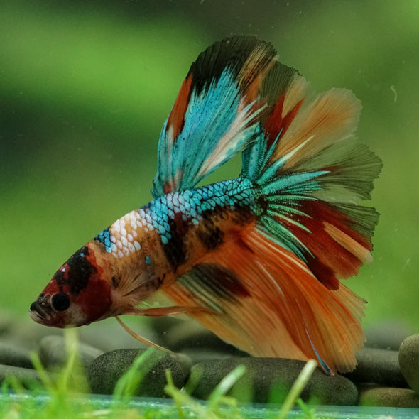 Galaxy/Candy Koi Halfmoon - 11 weeks old