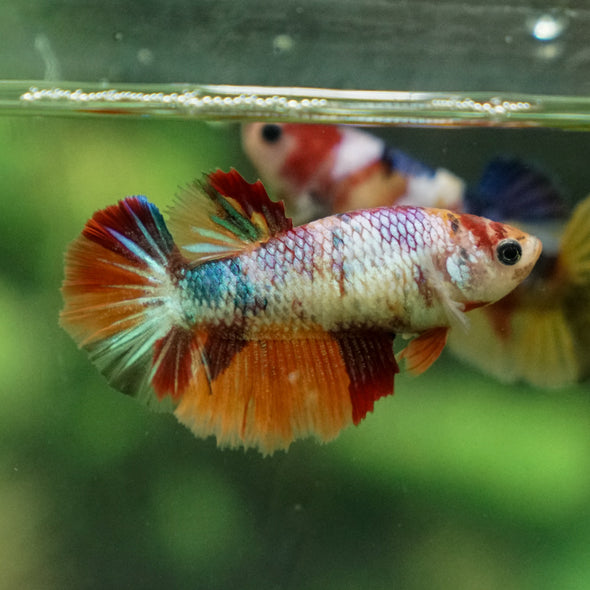 Multicolor/ Galaxy Koi Halfmoon - Female- 13 Weeks Old