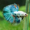 Galaxy/Candy Koi Halfmoon - 14 weeks old