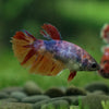 Multicolor/ Galaxy Koi Halfmoon- Female- 13 Weeks Old
