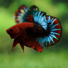 Red Fancy (Hell Boy) Plakat -13 weeks Old