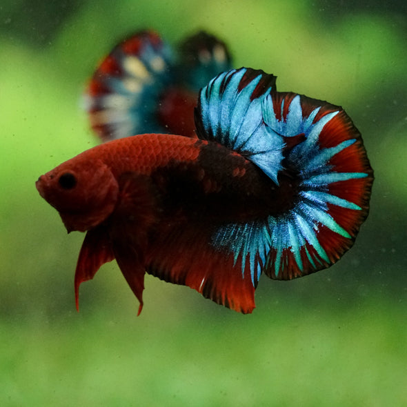 Red Fancy (Hell Boy) Plakat -13 weeks Old