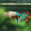 Multicolor/ Galaxy Koi Halfmoon- Female- 13 Weeks Old