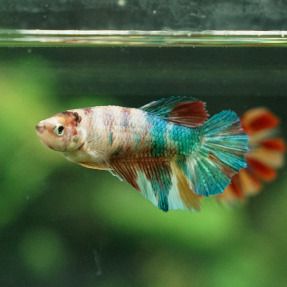 Multicolor/ Galaxy Koi Halfmoon- Female- 13 Weeks Old