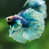 Dumbo Halfmoon - 12 weeks old