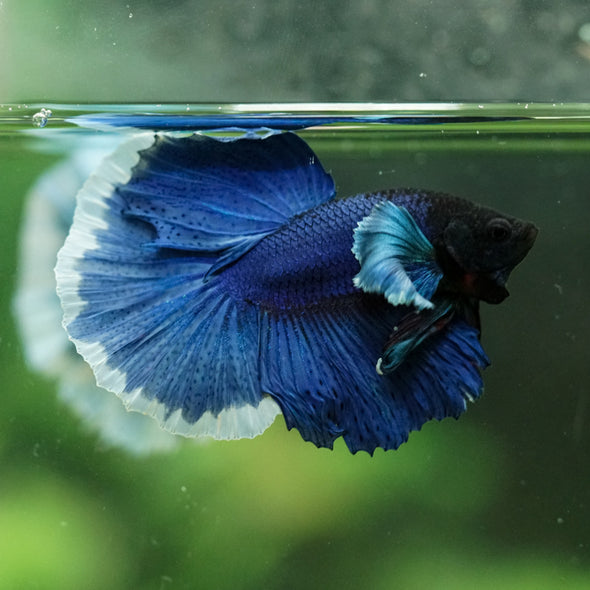 Dumbo Halfmoon - 10 weeks old