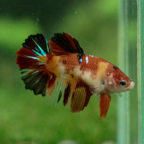 Multicolor/ Galaxy Koi Halfmoon- Female- 13 Weeks Old